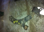 04 05 06 Volvo S40 Left Driver Lower Control Arm Front Cylinder. Fixed Price $64.80.