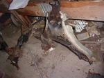 Lower Control Arm Fr Fits 92-02 Isuzu Trooper 53167. Fixed Price $35.00.